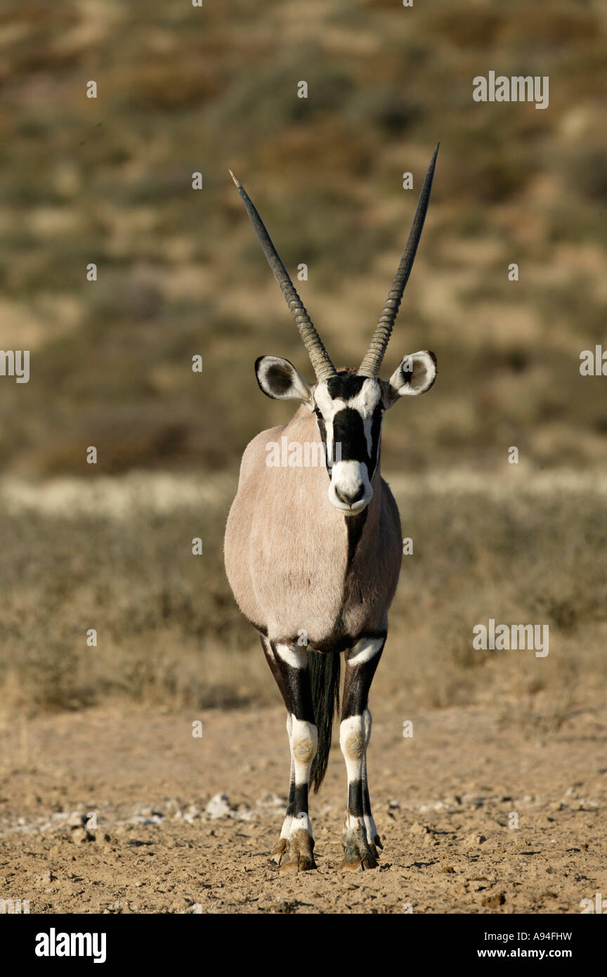 Gemsbok oryx in piedi che guarda direttamente verso la telecamera Kgalagadi Parco transfrontaliero in Sud Africa Foto Stock