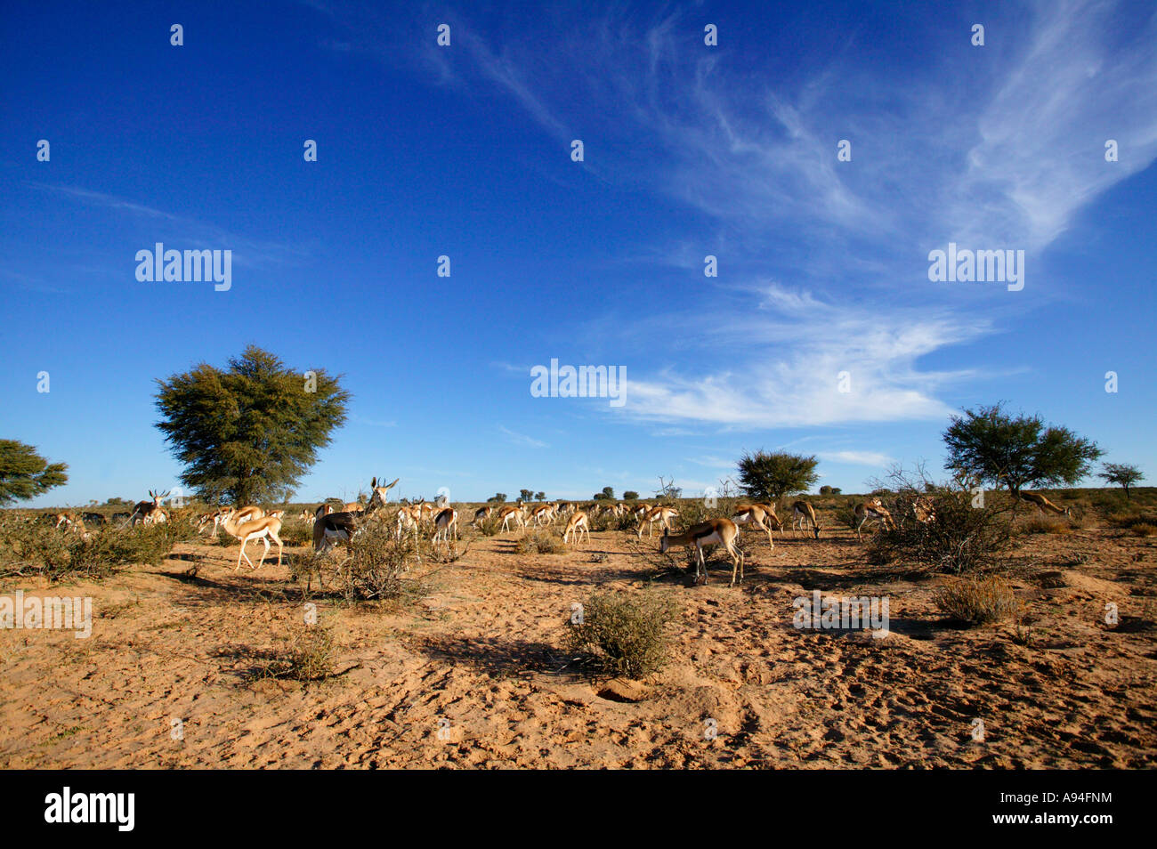 Un ampia vista di una mandria di springbok navigando Kalahari vegetazione a macchia Kgalagadi Parco transfrontaliero in Sud Africa Foto Stock