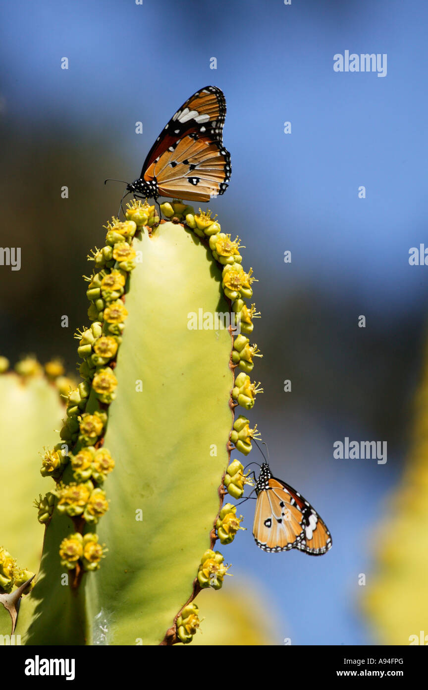 African farfalla monarca Danaus chrysippus su una fioritura albero comune Euphorbia ingens Kruger National Park Foto Stock