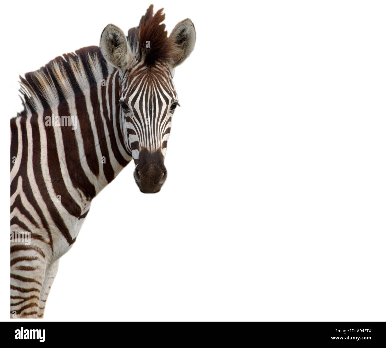 Ritratto di un Burchells zebra puledro Sabi Sand Game Reserve Mpumalanga in Sudafrica Foto Stock
