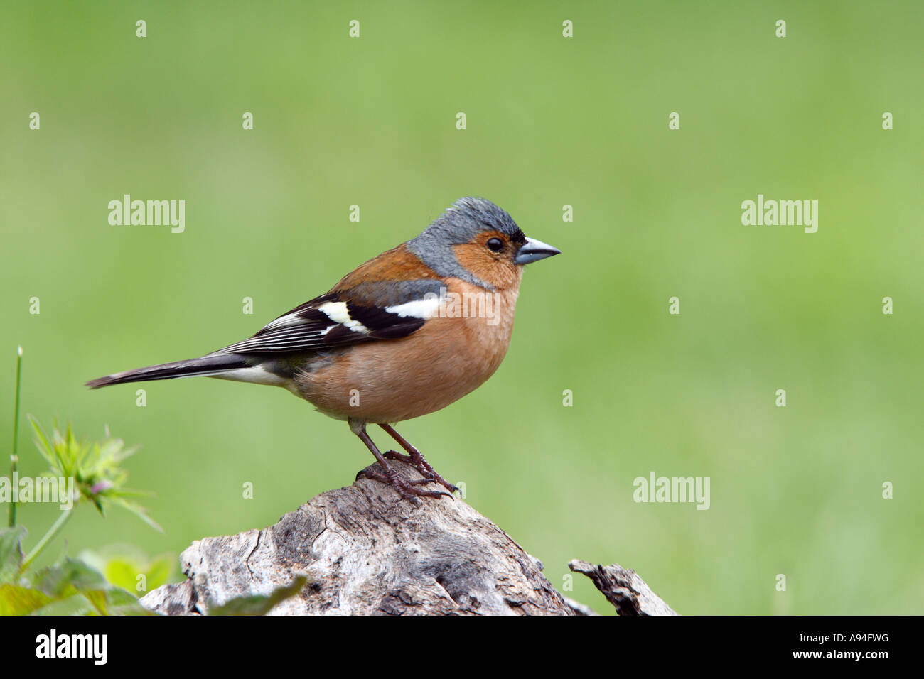 Fringuello Fringilla coelebs appollaiato sul log in cerca avviso con bella fuori fuoco sfondo potton bedfordshire Foto Stock