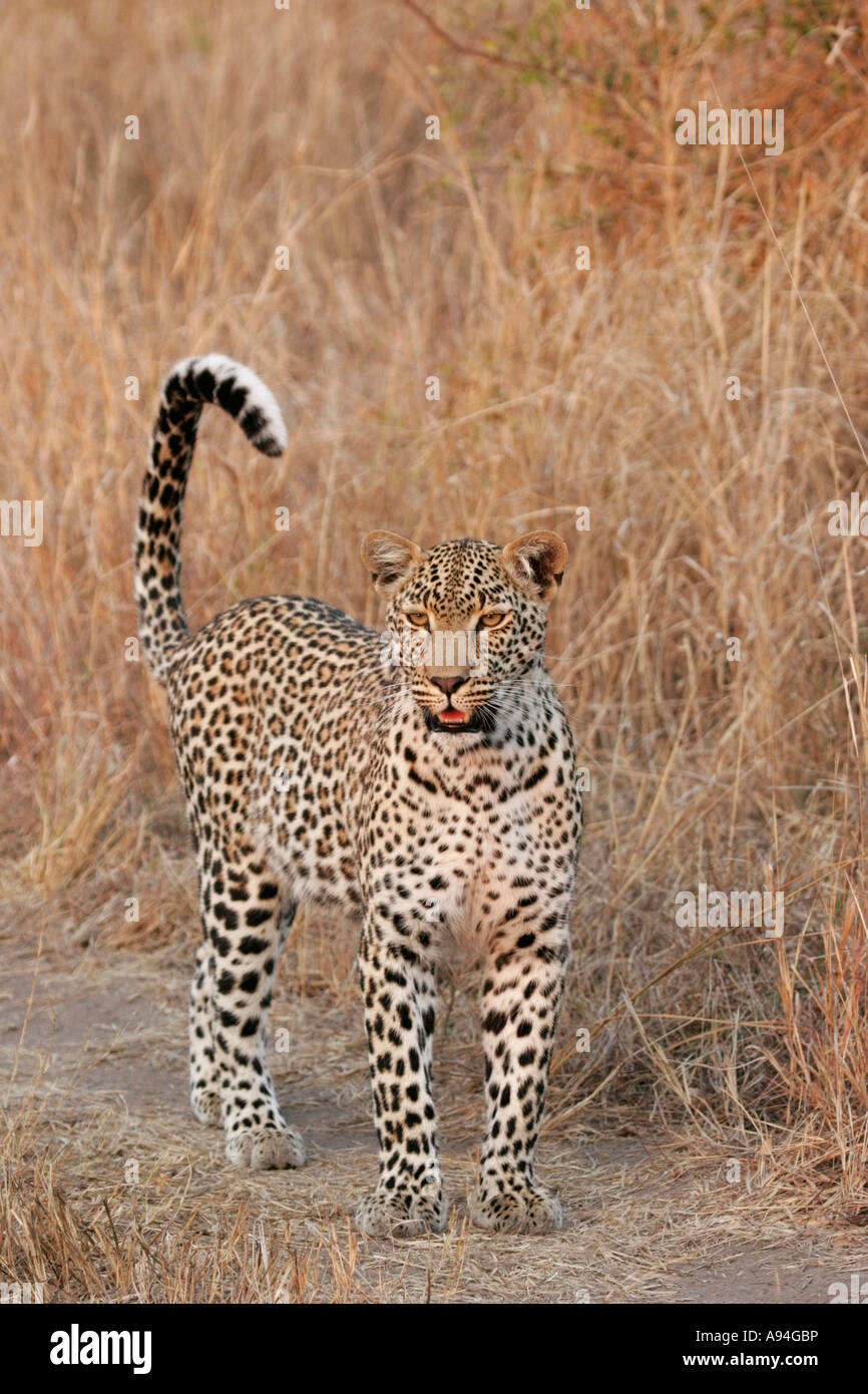 Leopard con la sua coda sollevate Nkhoro Sabi Sand Game Reserve Mpumalanga in Sudafrica Foto Stock