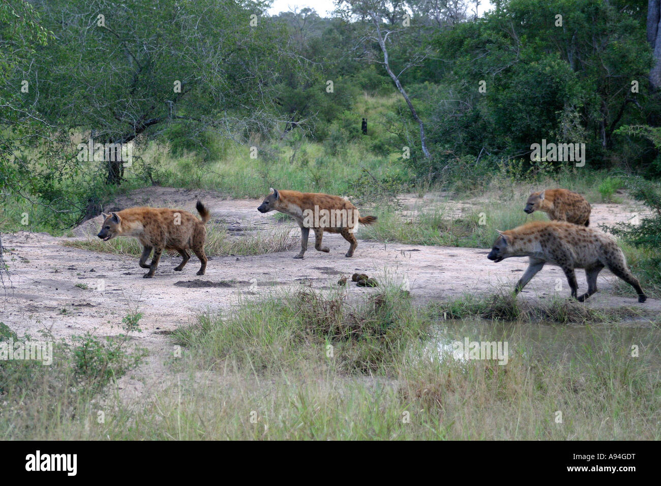Spotted hyaena clan sul spostare uno con coda sollevata in un segno di aggressività Nkhoro Foto Stock