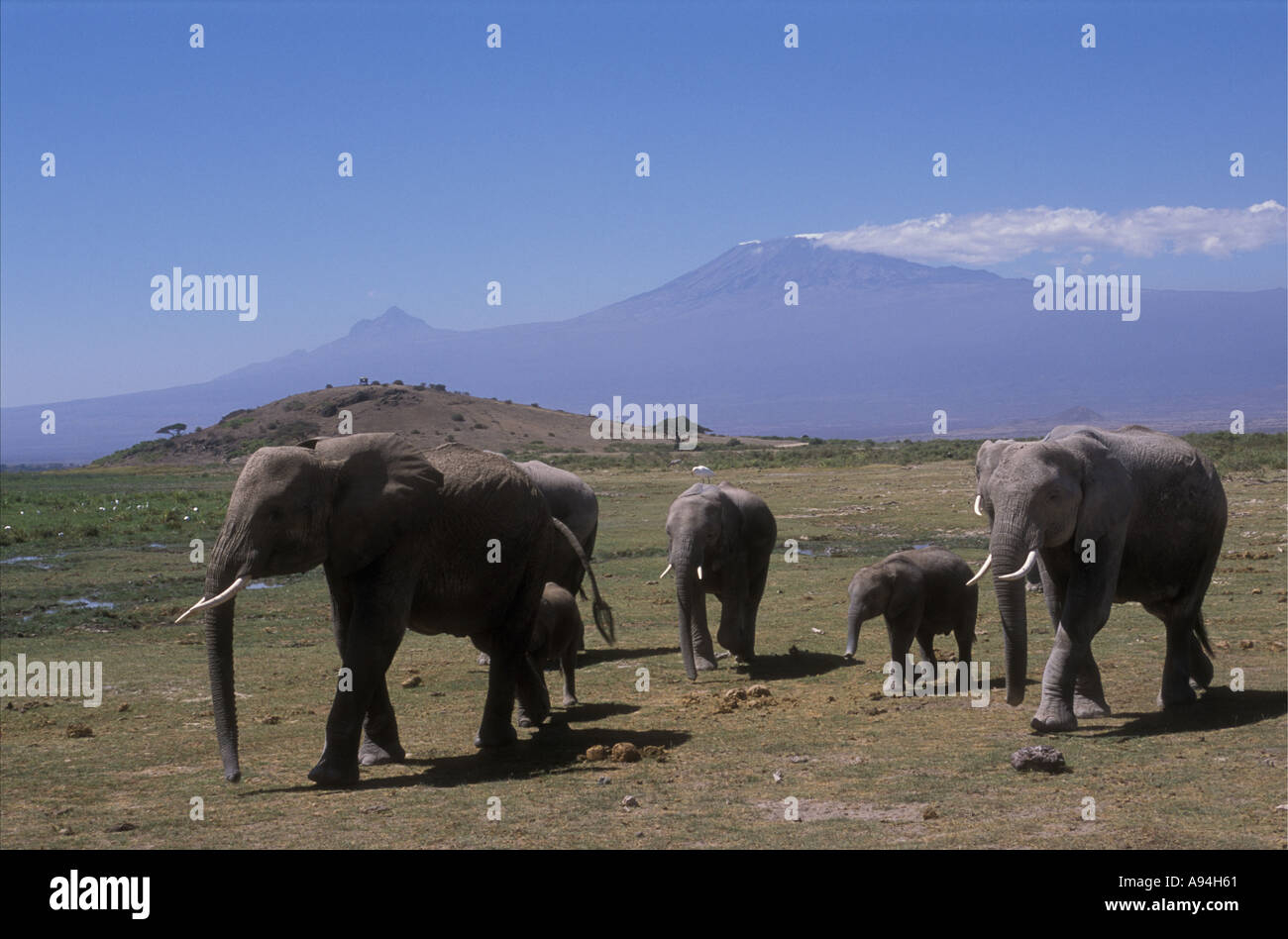 Famiglia di elefante gruppo di femmine e i vitelli in movimento attraverso le pianure di Amboseli National Park in Kenya Africa orientale Foto Stock