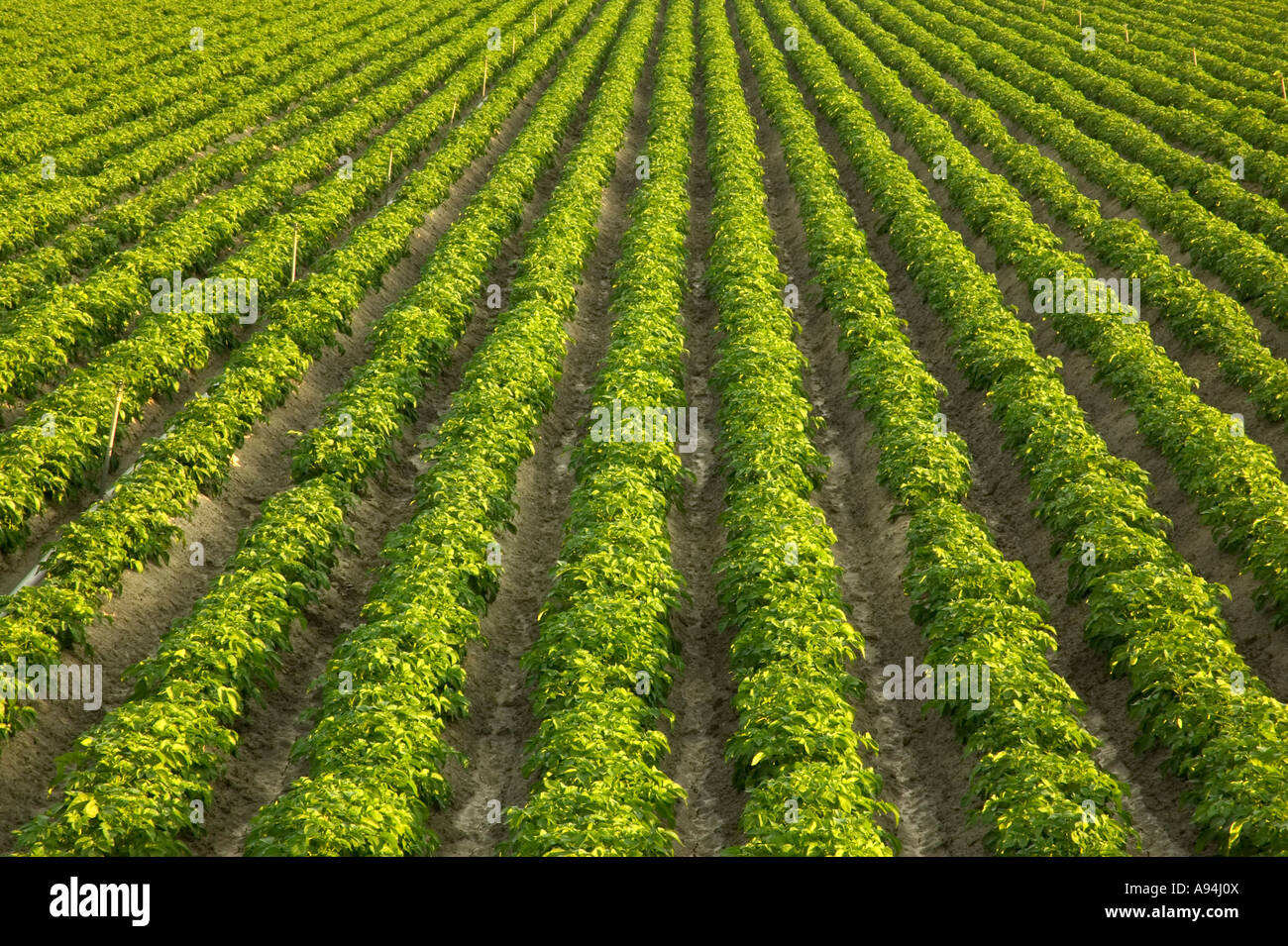 Campo di patate prodotto organico, California Foto Stock