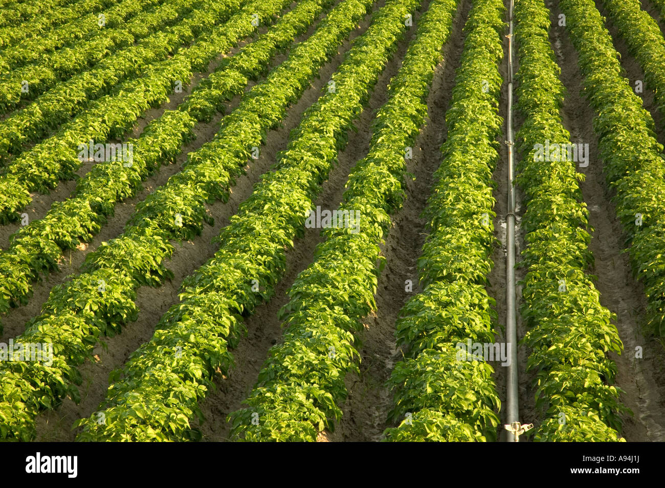 Campo di patate, organico raccolto, irrigatori irrigazione, California Foto Stock