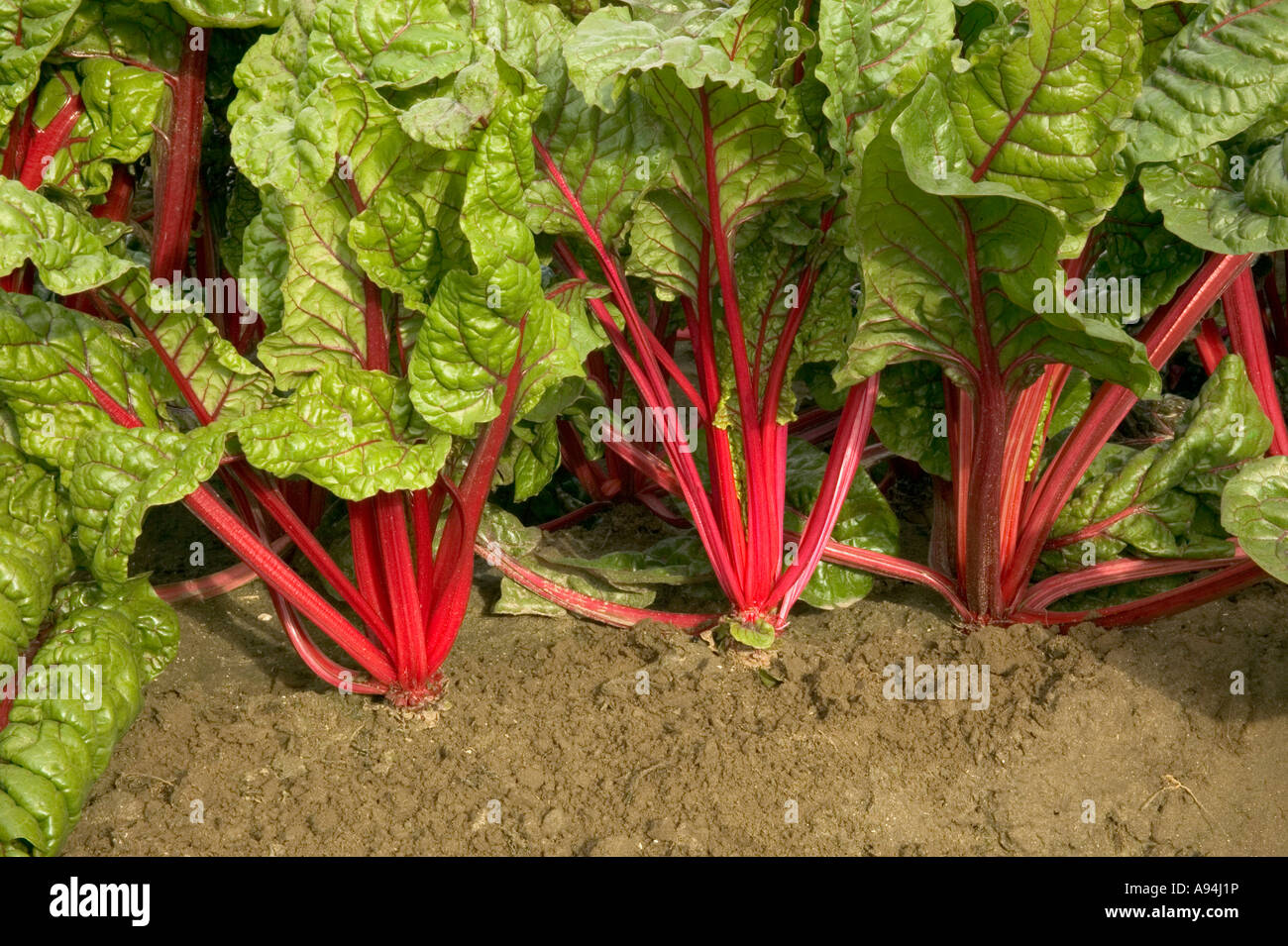 Le bietole crescere in terreno, organico Foto Stock