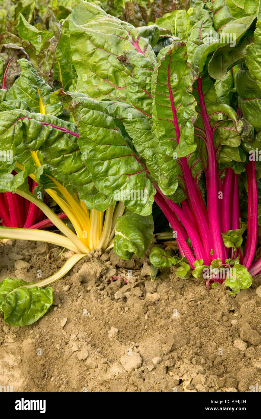 Le bietole crescere in terreno, organico Foto Stock