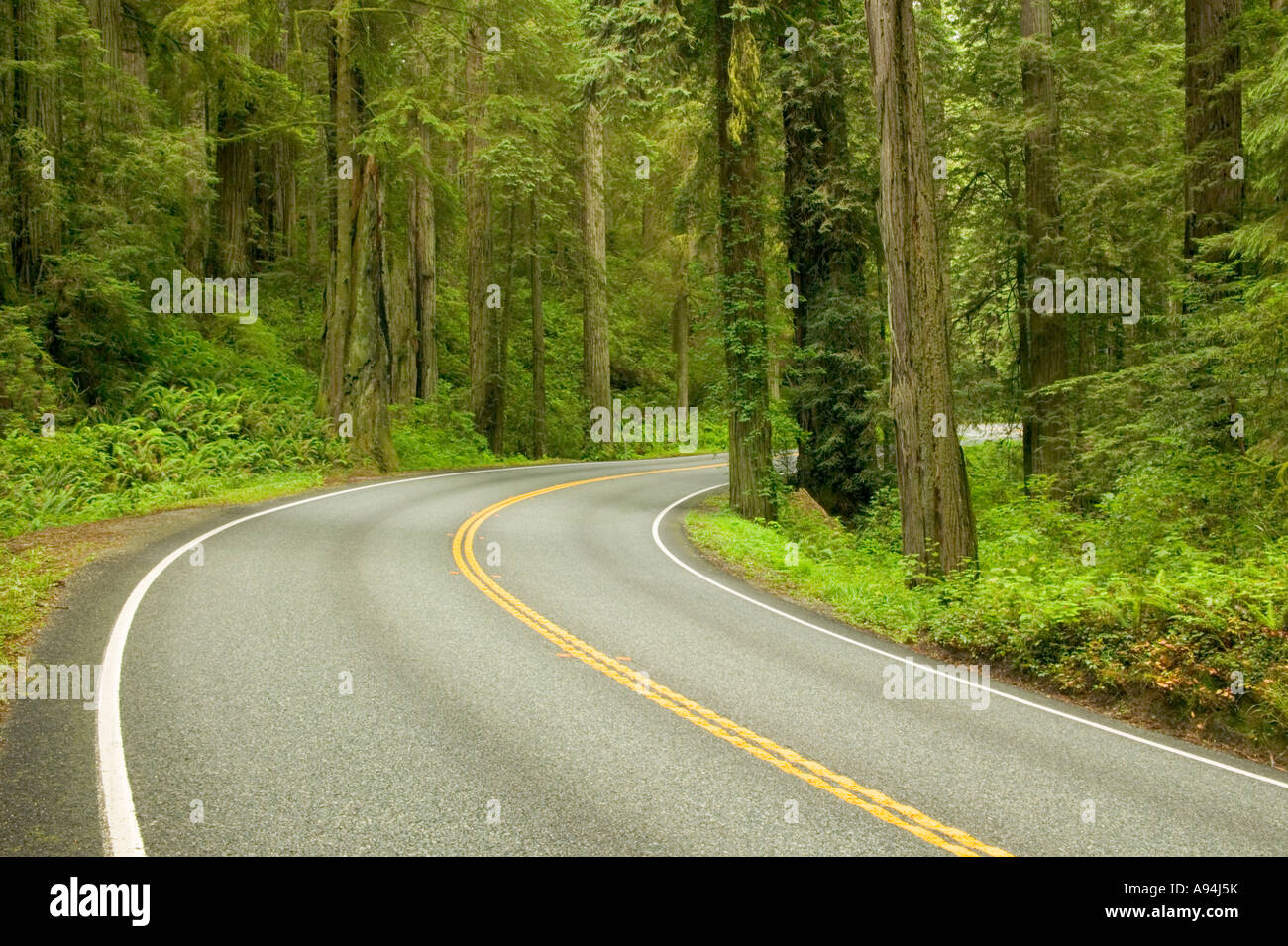 La statale passando attraverso la Foresta di Redwood, Foto Stock