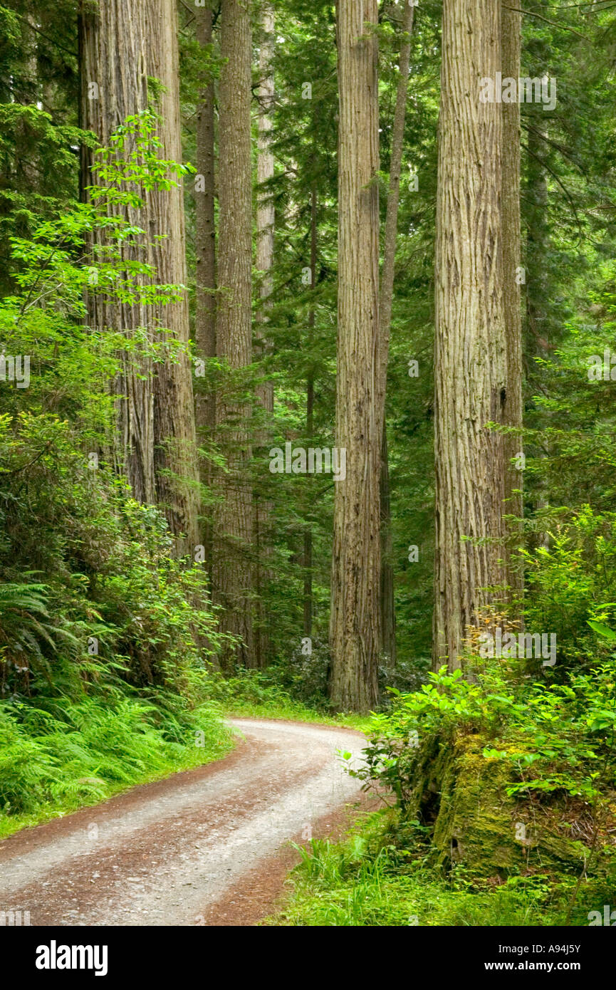 Redwood Forest, carreggiata Foto Stock