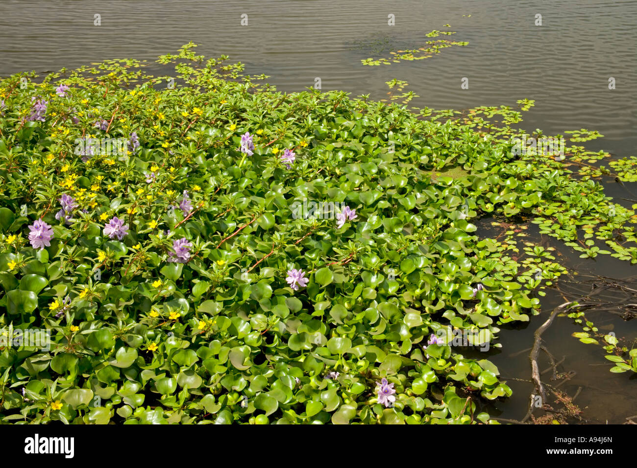 Giacinto di acqua e acqua di Primrose crescendo in fluviale, California Foto Stock