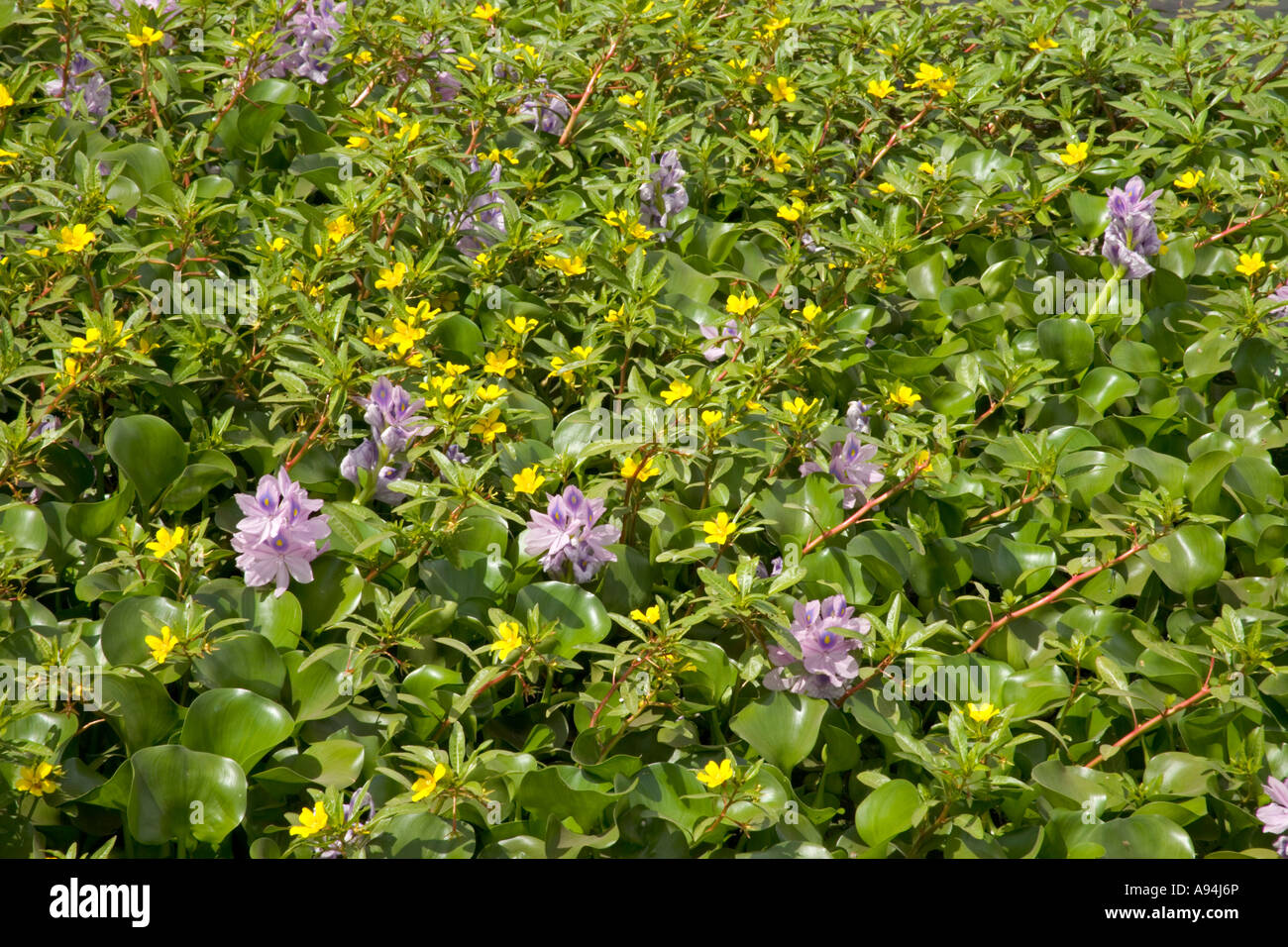 Giacinto di acqua e acqua di Primrose crescendo in fluviale, California Foto Stock