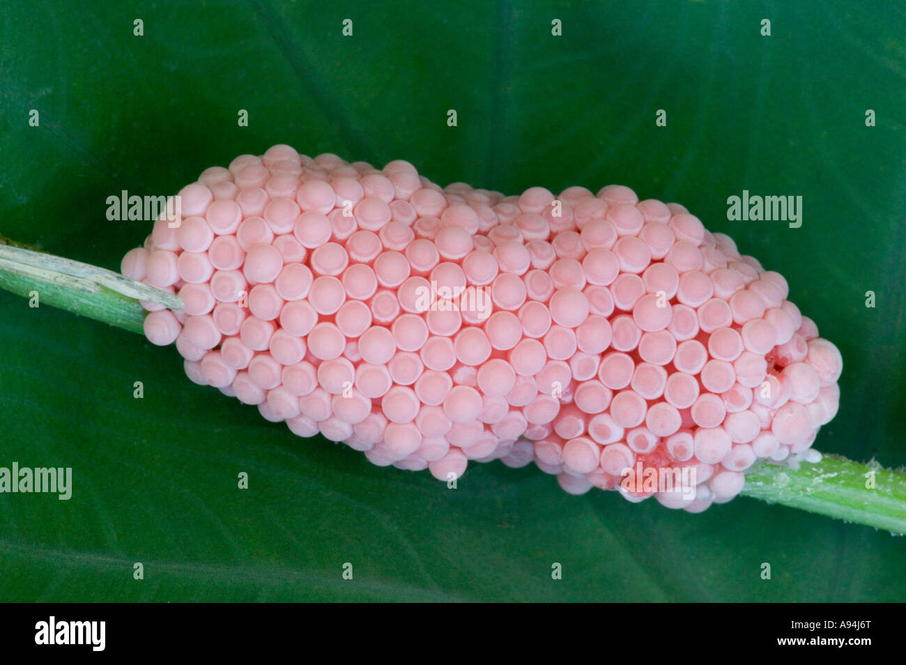 Uova di 'incanalata lumaca Apple' depositato sul gambo di pianta, Florida Foto Stock