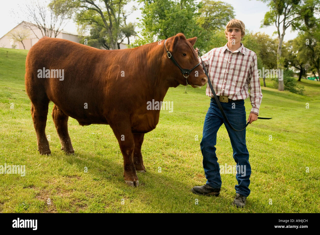 Teen preparando per mostrare 'Rosso' Angus steer, futuri agricoltori d'America, Foto Stock