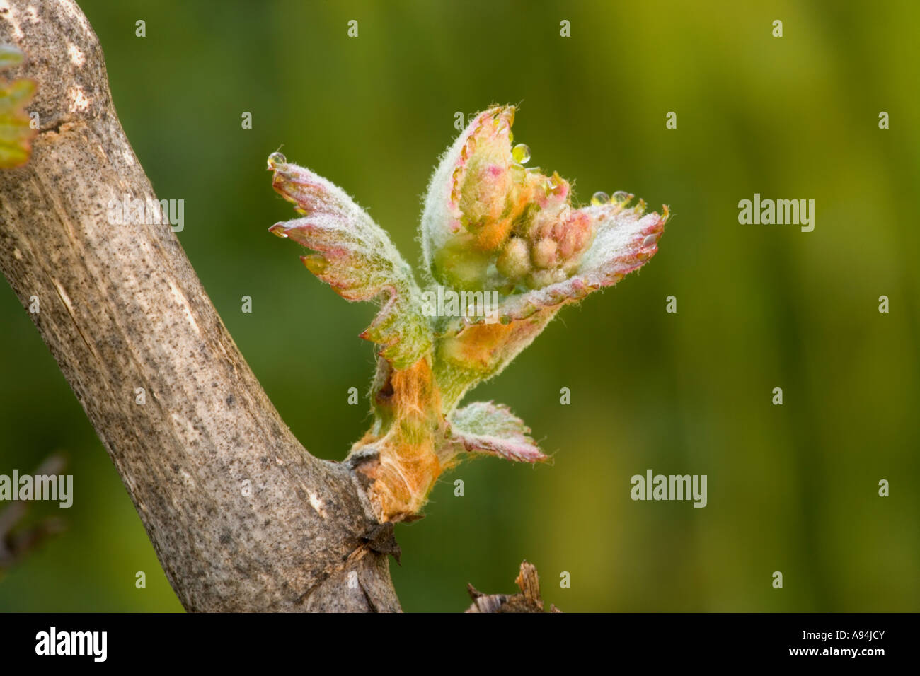 Nuovo tiro emergente del vitigno, California Foto Stock