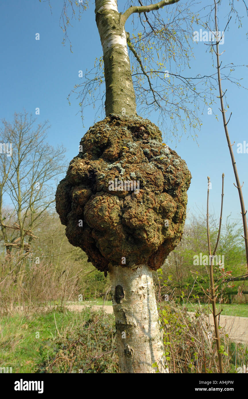 Una bava (o burl) sul tronco di un argento betulla. Foto Stock