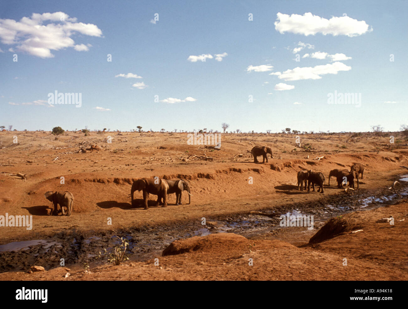 Gli elefanti in colpite dalla siccità paesaggio parco nazionale orientale di Tsavo Kenya Africa orientale Foto Stock