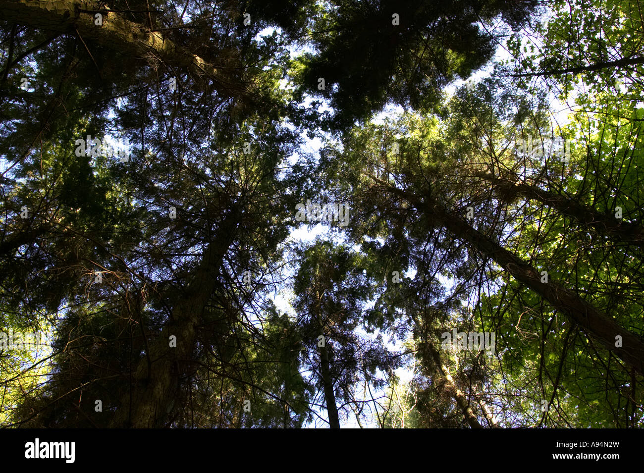 Guardando verso l'albero canopy e sky garvagh forest Foto Stock