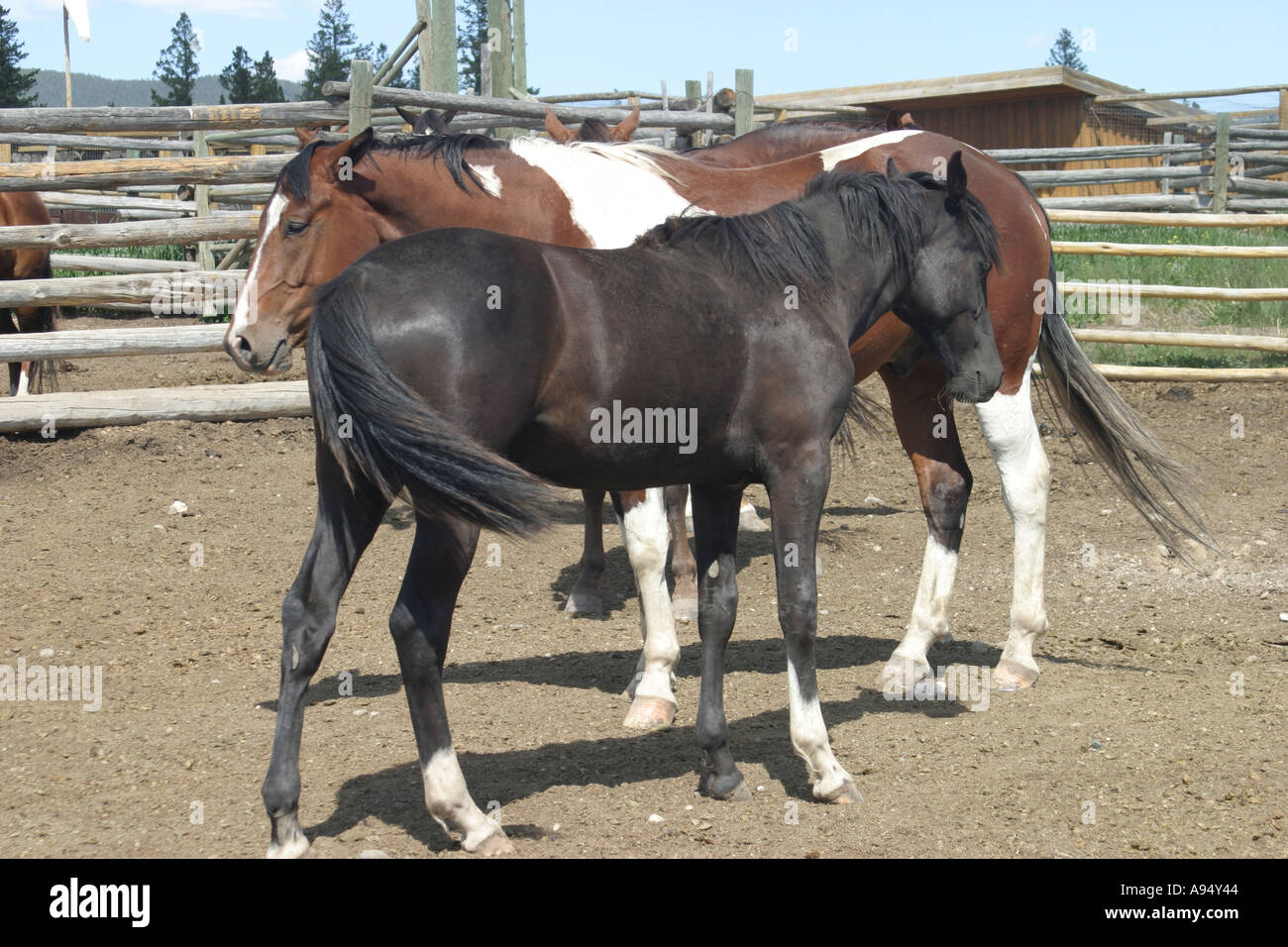 Coda di cavallo nero immagini e fotografie stock ad alta risoluzione - Alamy