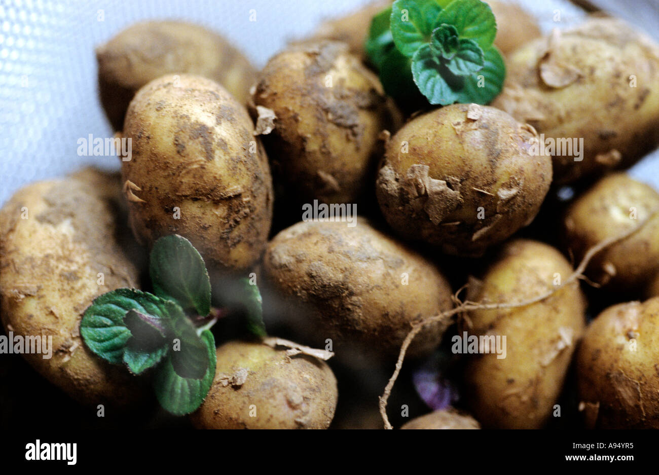 Patate di primizia varietà Jersey Royal [Solanum tuberosum ] Foto Stock