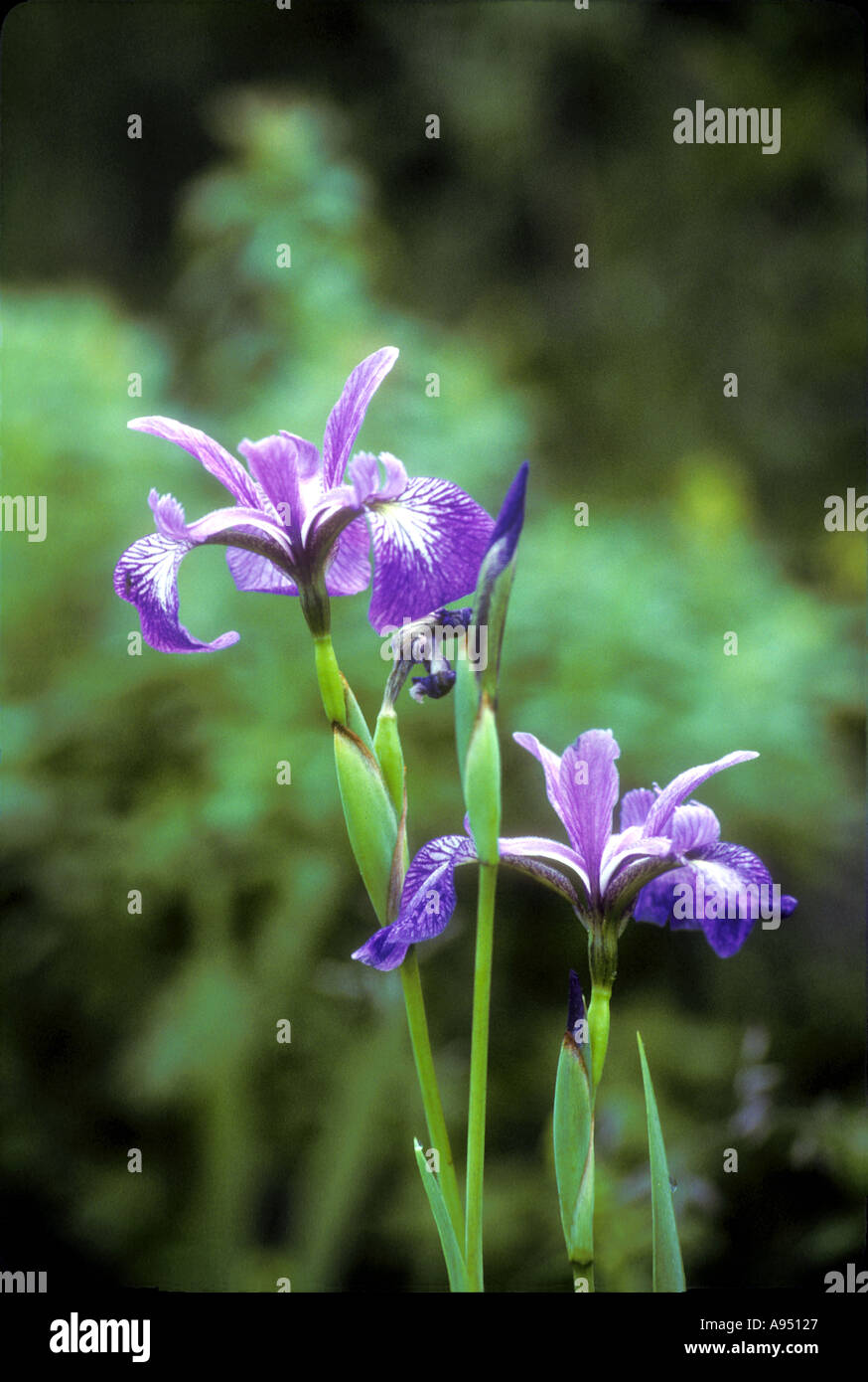 La bandiera Blu Iris ritratto nelle zone rurali del sud del Manitoba, Canada Foto Stock