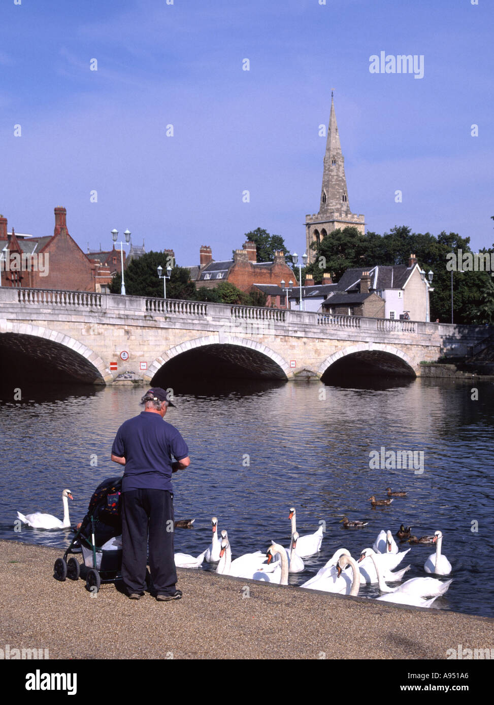 Cigni alimentazione & ducksBedford Bedfordshire storico fiume Ouse bridge nel paesaggio urbano ha connessioni con la reclusione di Giovanni Bunyon England Regno Unito Foto Stock