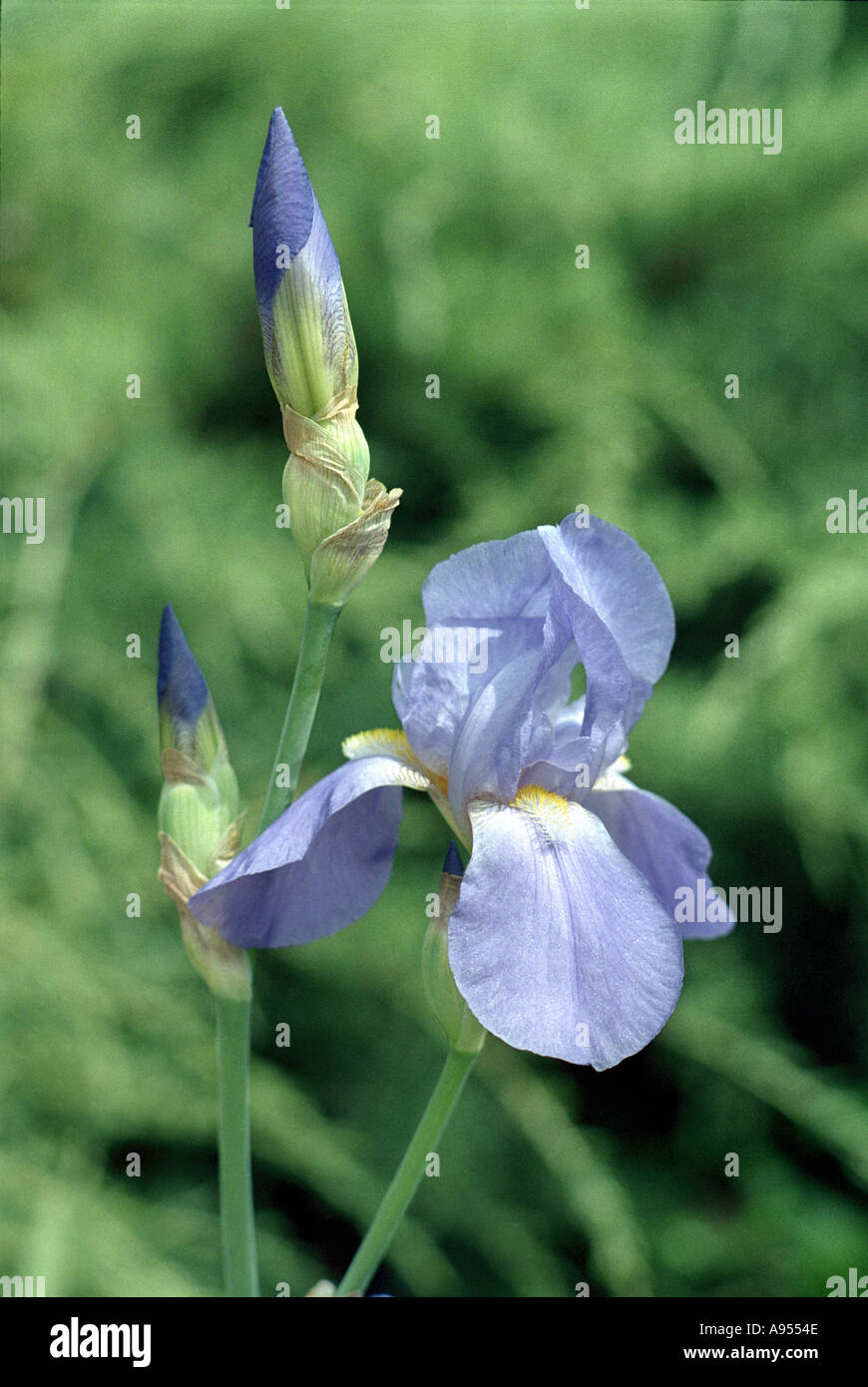 Iris Viola in sfondo verde Foto Stock