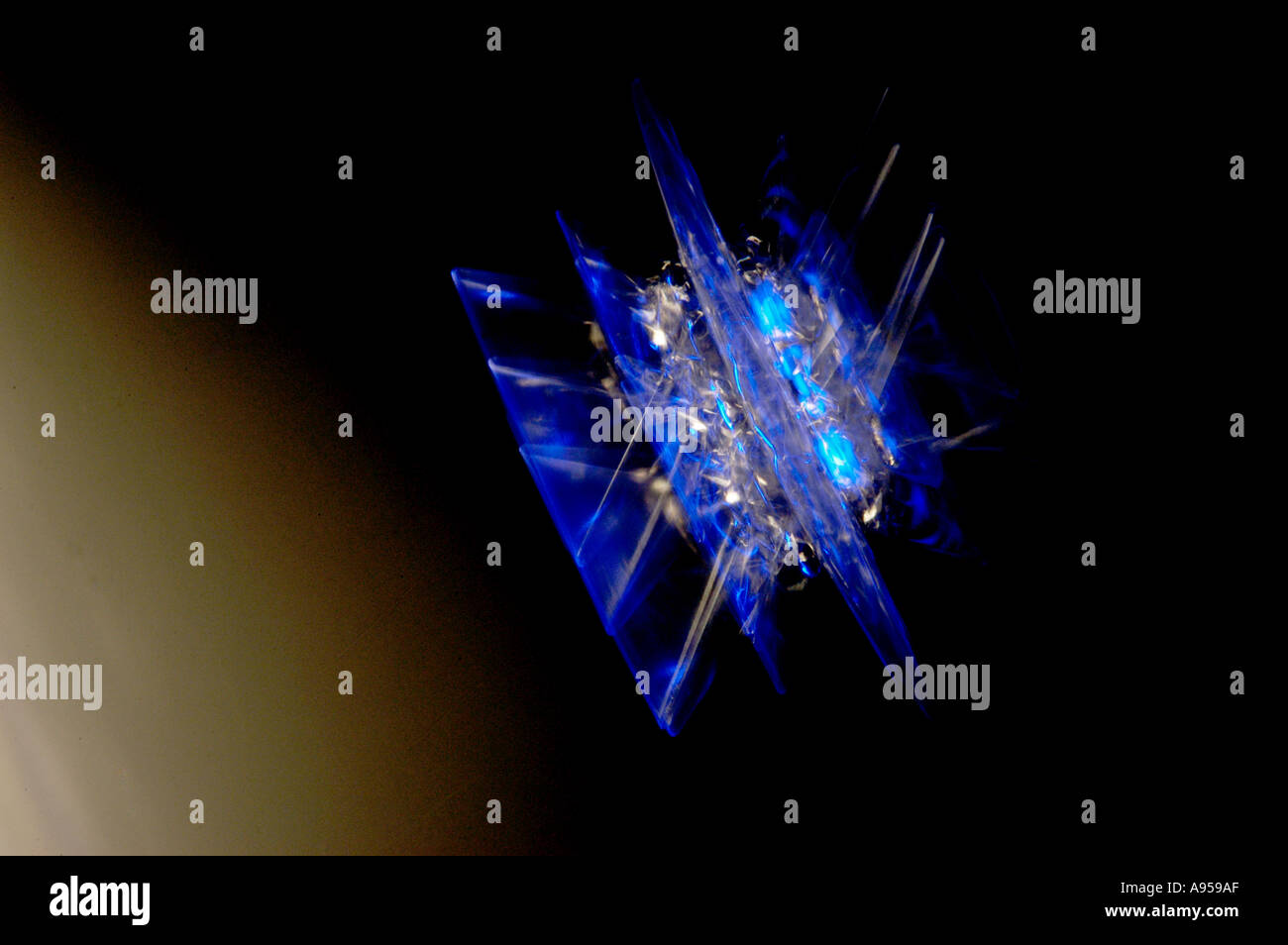 Luce blu a stella illuminata che oscilla e sfocata con il movimento. Su sfondo nero. Foto Stock