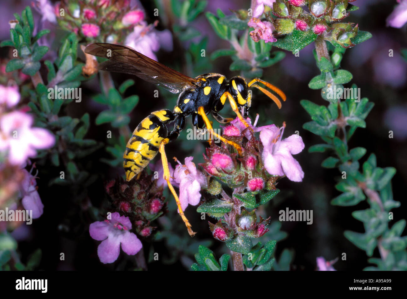 Carta Wasp, Polistes gallicus. La raccolta di nettare sulla pianta di timo (Thymus vulgaris) Foto Stock