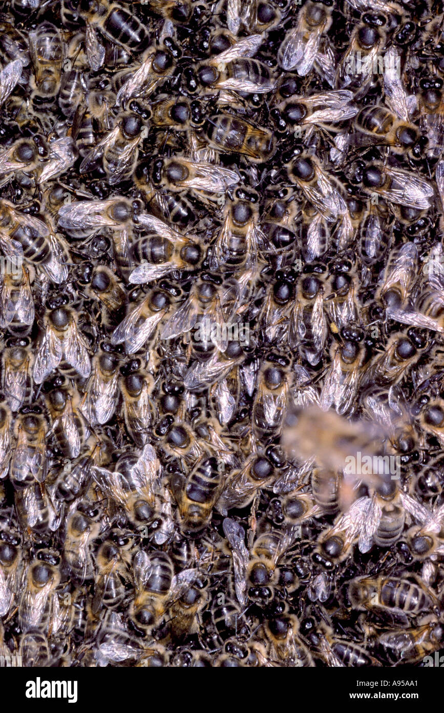 Api mellifere, Apis mellifera. Sciame closeup Foto Stock