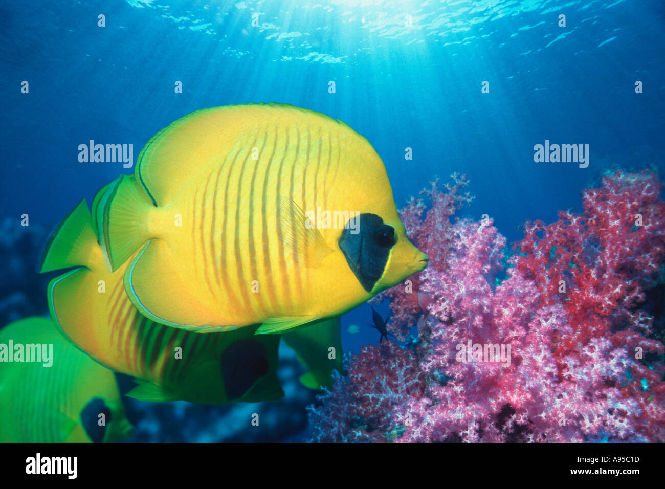 Golden butterflyfish Mar Rosso in Egitto Foto Stock