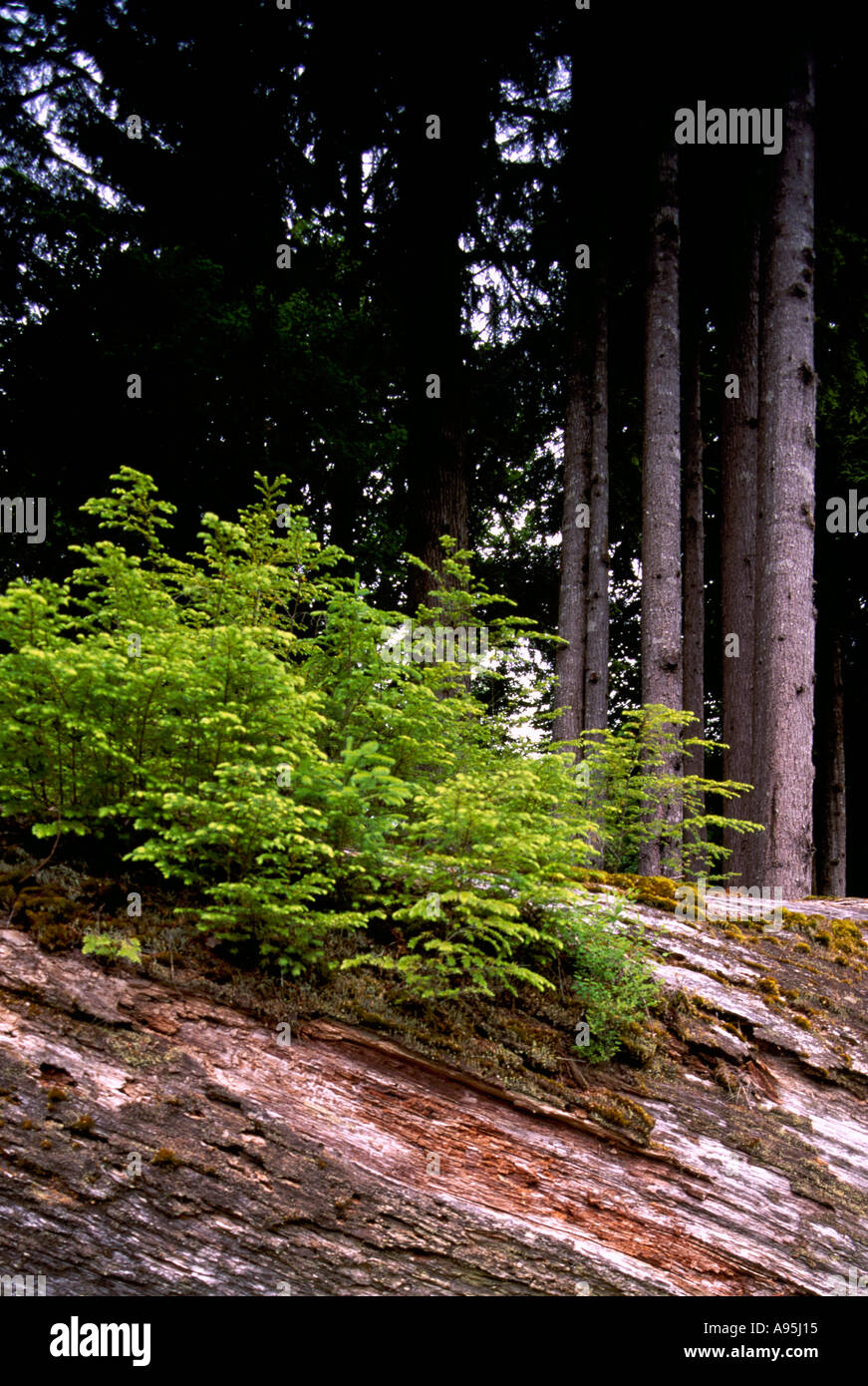 Un allattamento di conifere albero che cresce al di fuori di un albero di decomposizione Log in British Columbia Canada Foto Stock