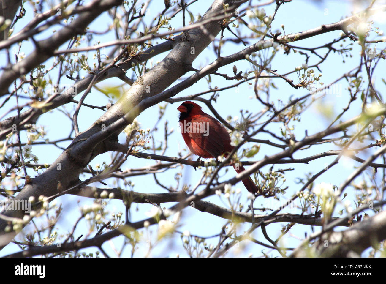 Cardinale rosso Foto Stock