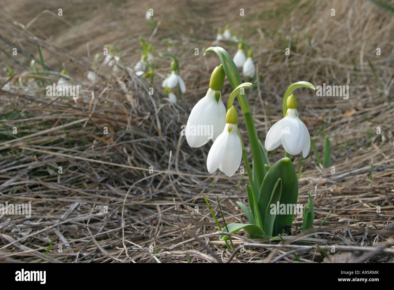 Galanthus elwesii, Snowdrop, all'inizio della primavera e il Parco Nazionale dei Balcani centrali, Bulgaria Foto Stock