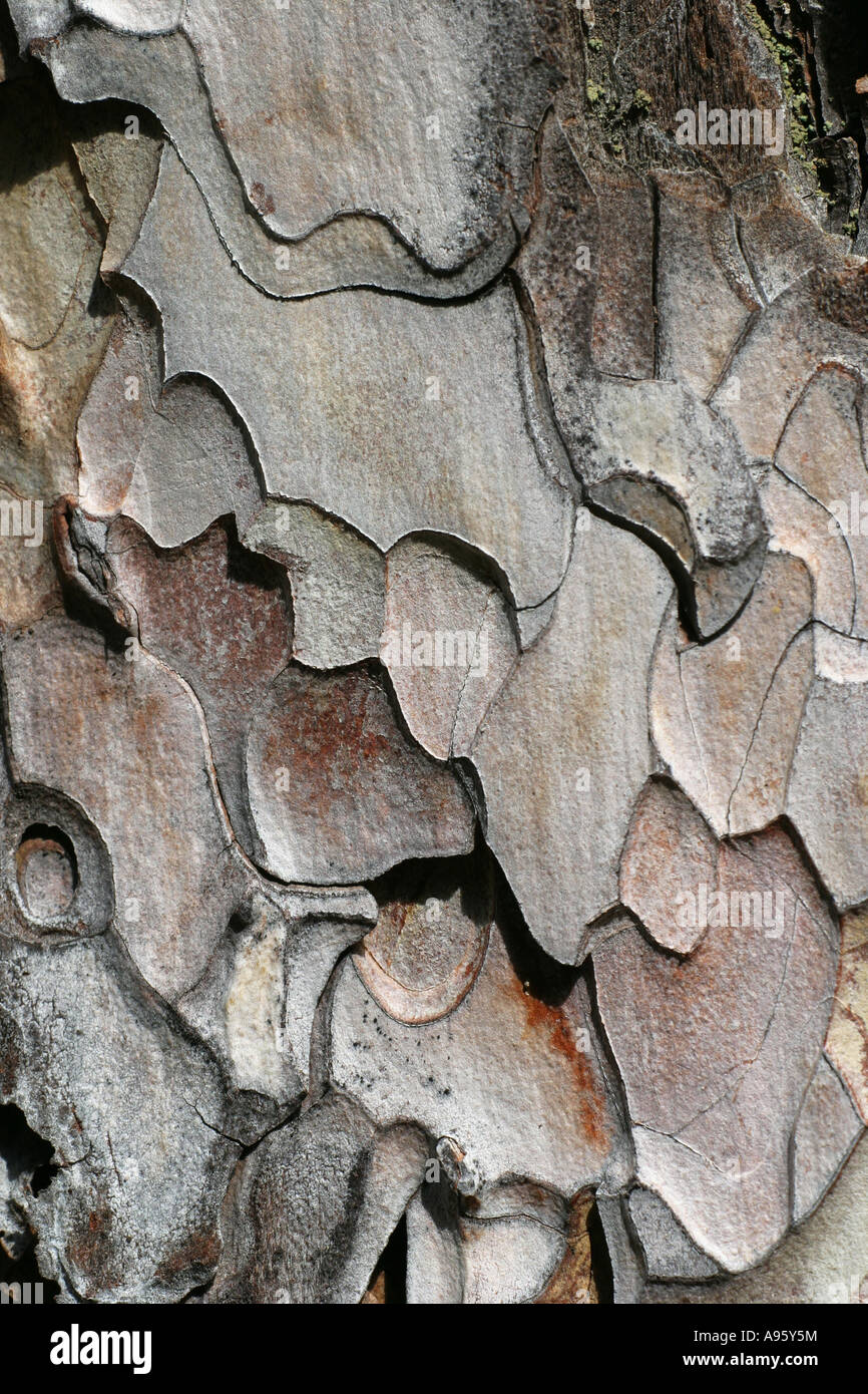 Europeo di pino nero pino austriaco a pino nero, pino Pinus nigra struttura di corteccia Foto Stock