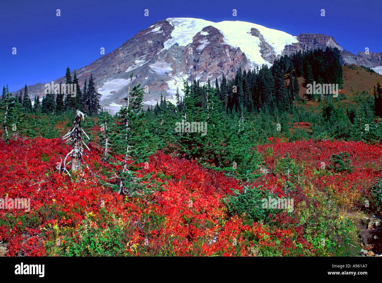 Mt Rainier sopra prati Paradiso Foto Stock