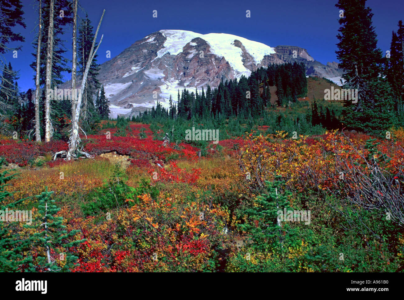 Mt Rainier sopra i colori dell'Autunno Foto Stock