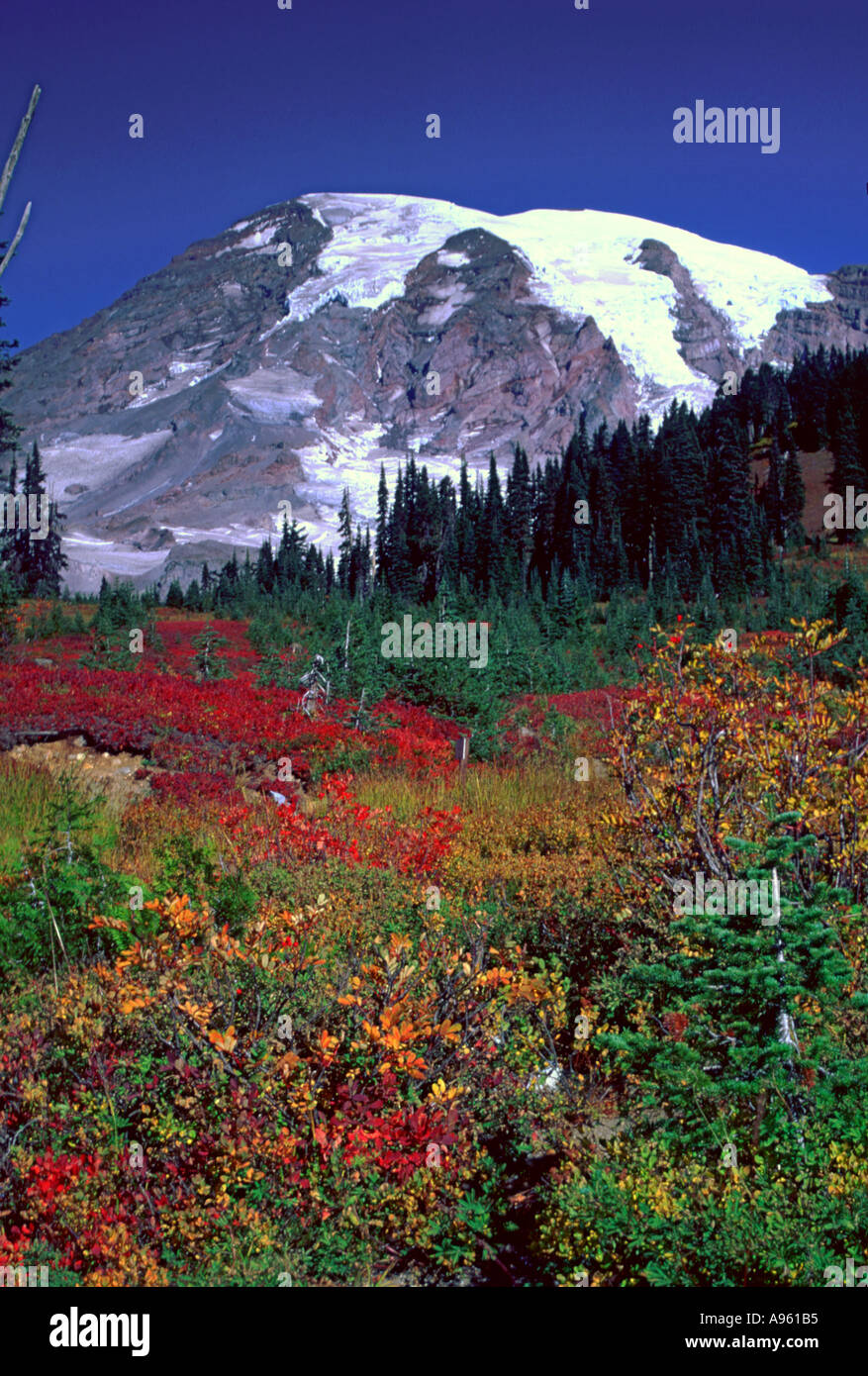 Mt Rainier sopra i colori dell'Autunno Foto Stock