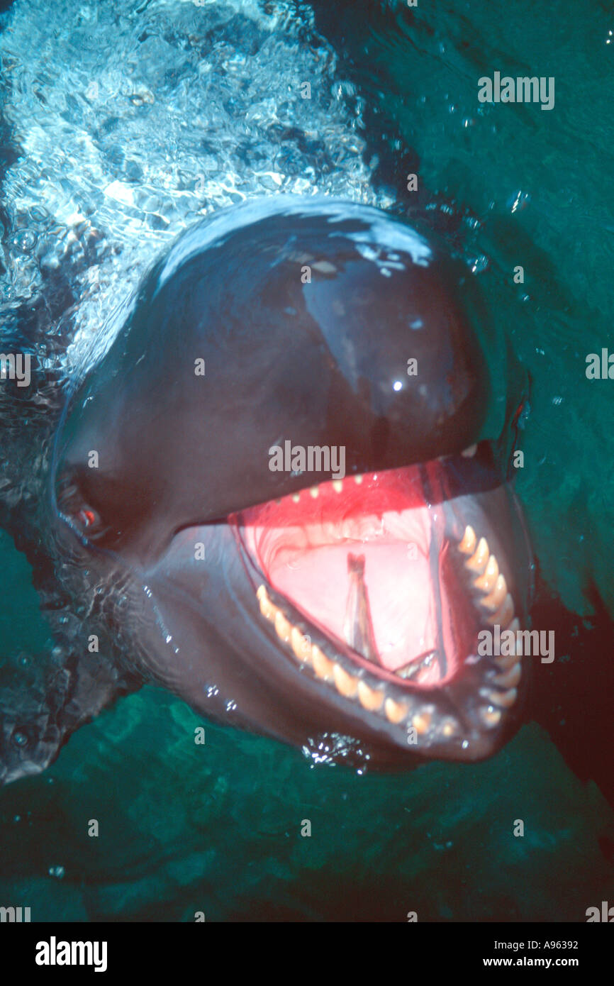 Falso Killer Whale essendo alimentato Pseudorca crassidens Oahu Hawaii N Pacific Foto Stock