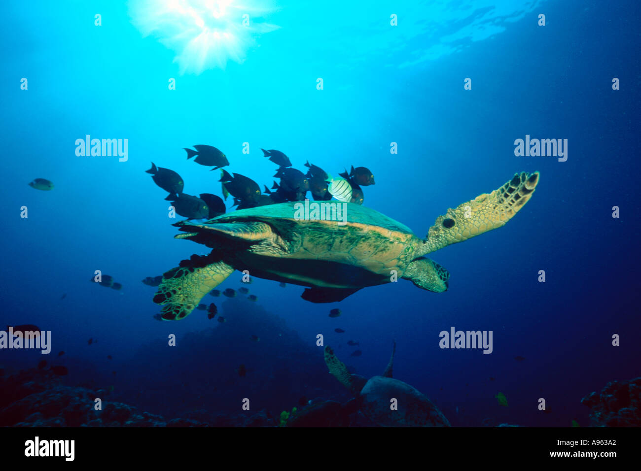 Tartaruga Verde nella stazione di pulizia interagenti con surgeonfish Chelonia Mydas KAILUA KONA Hawaii N Pacific Foto Stock