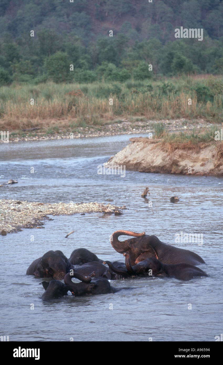 India fauna selvatica animali animali vasca di balneazione dip corbett elefanti elefanti in via di estinzione erbivoro riproduzione ramganga fiume fiumi utt Foto Stock