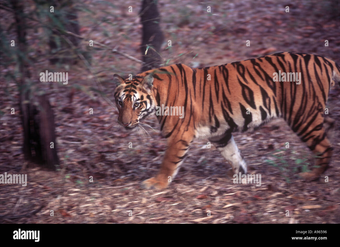 Una tigre in Bandhavgarh, India Centrale Foto Stock