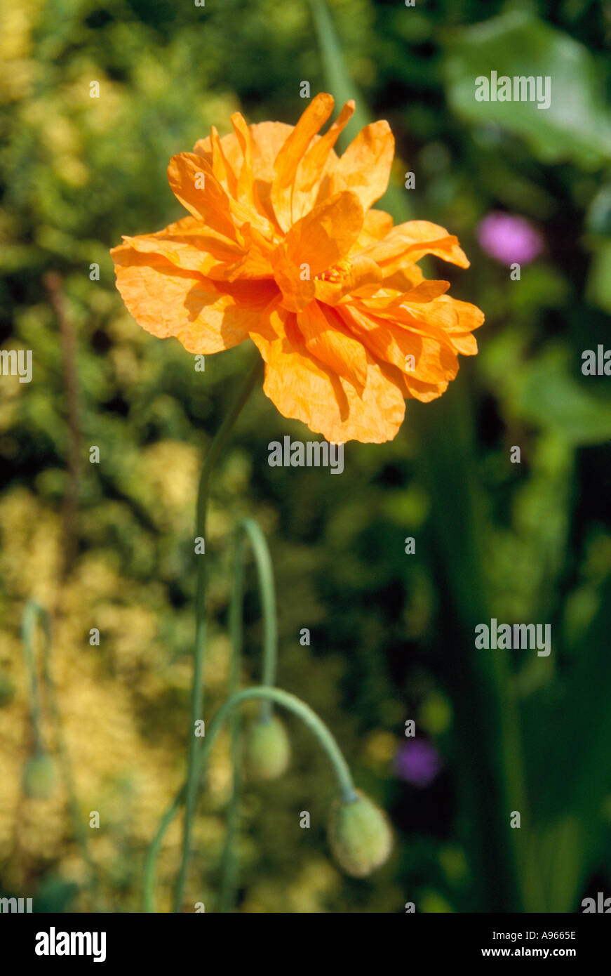 Arancione e papavero pod Oxfordshire Foto Stock