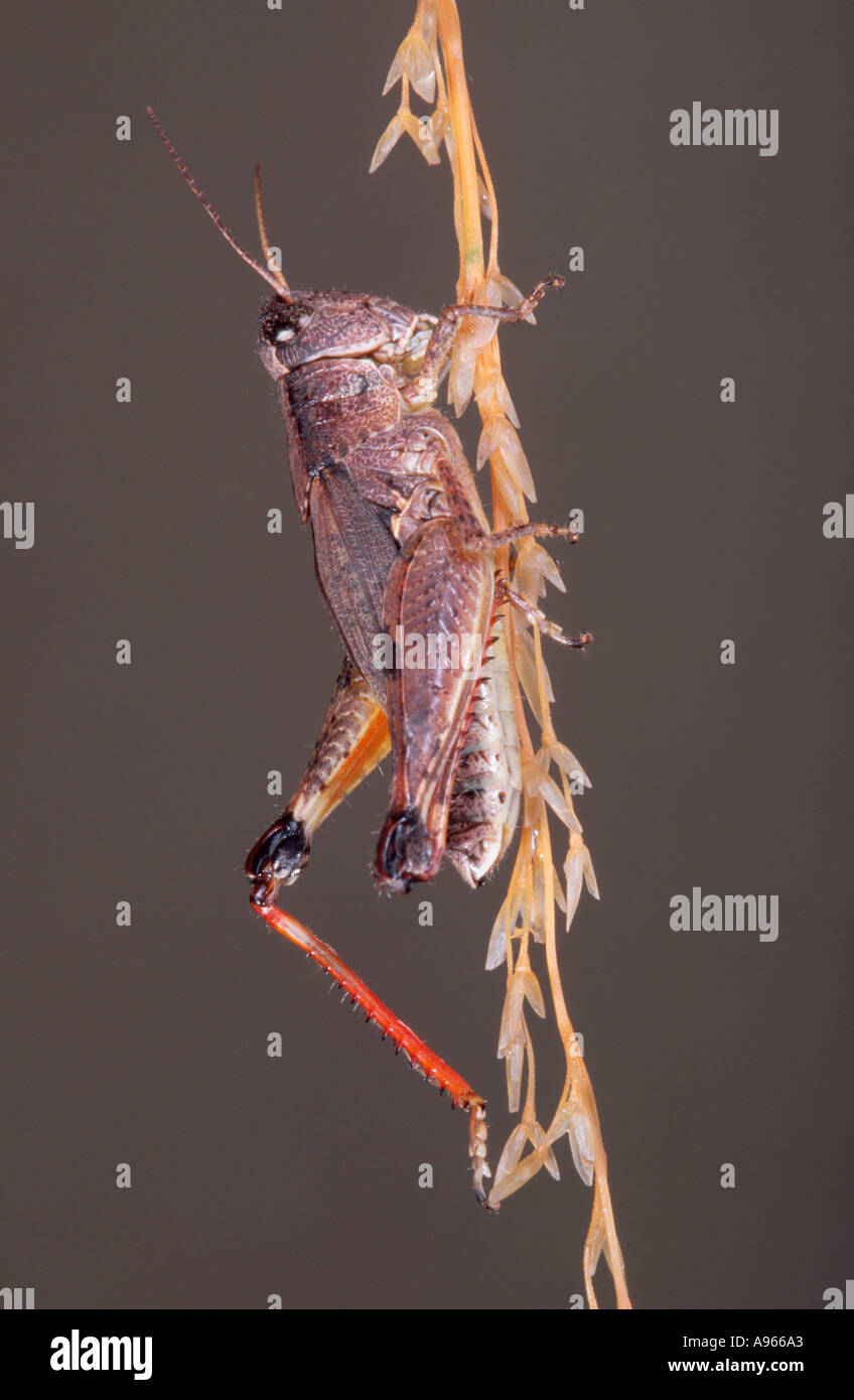Australian Wingless grasshopper Foto Stock