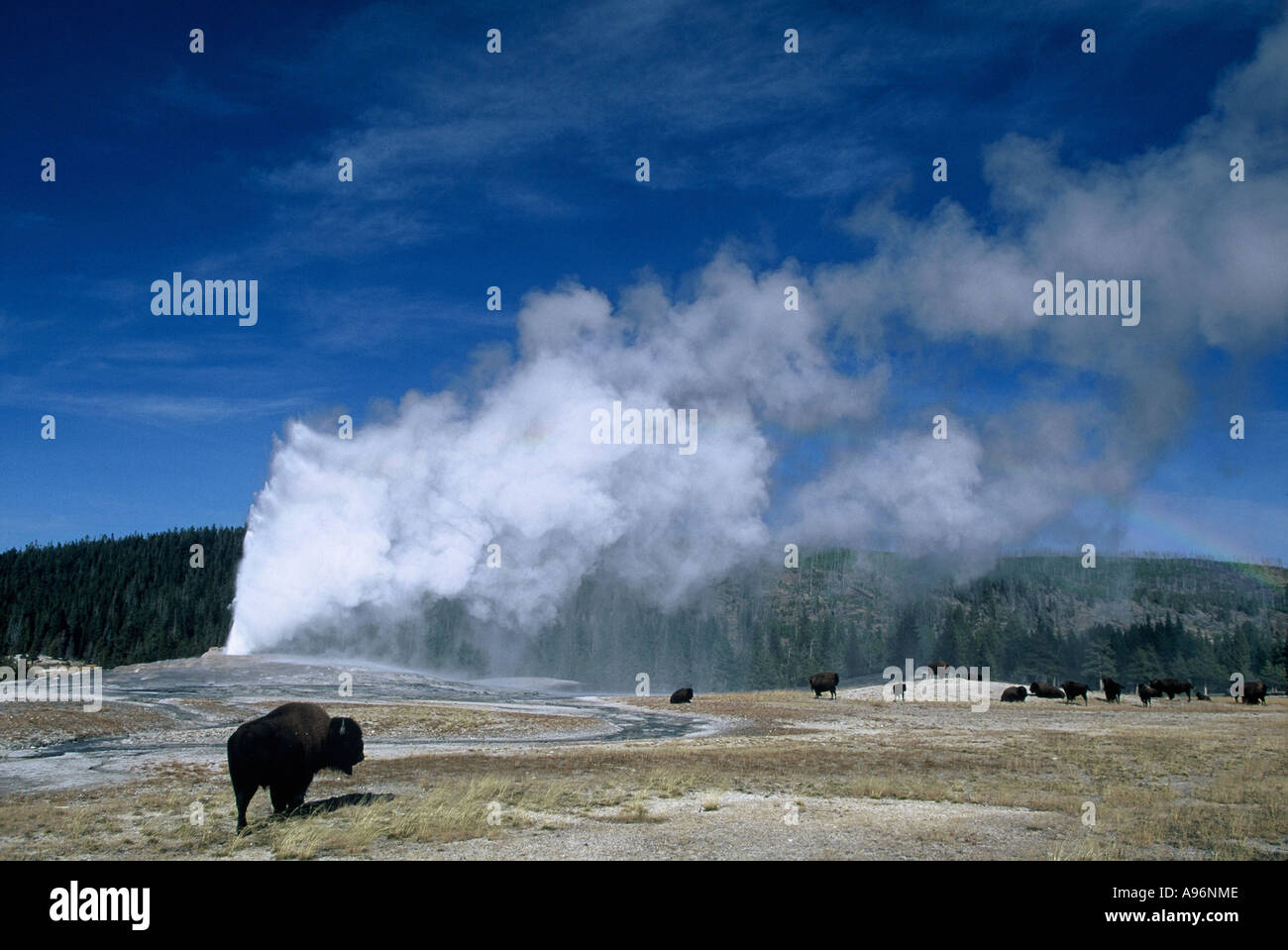 Bison bison il Parco Nazionale di Yellowstone Foto Stock