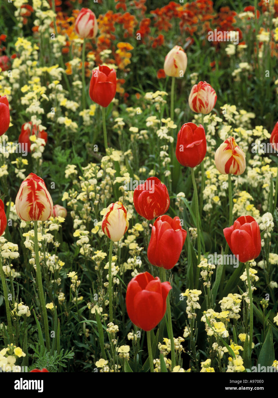 Wallflowers e tulipani Foto Stock