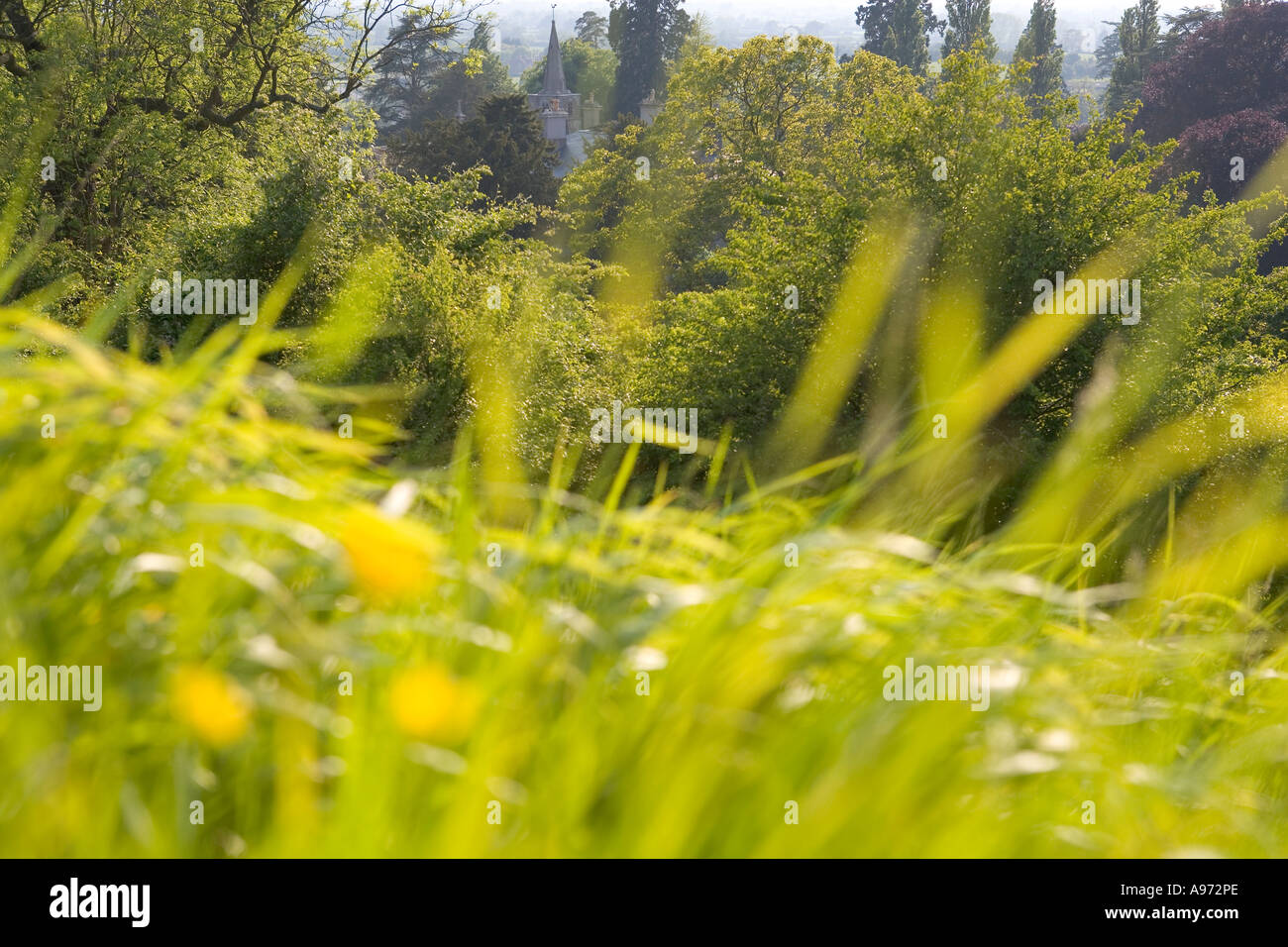 Un paese di lingua inglese chiesa guarda fuori da tra gli alberi nei pressi di Thornbury Gloucestershire in Inghilterra Foto Stock