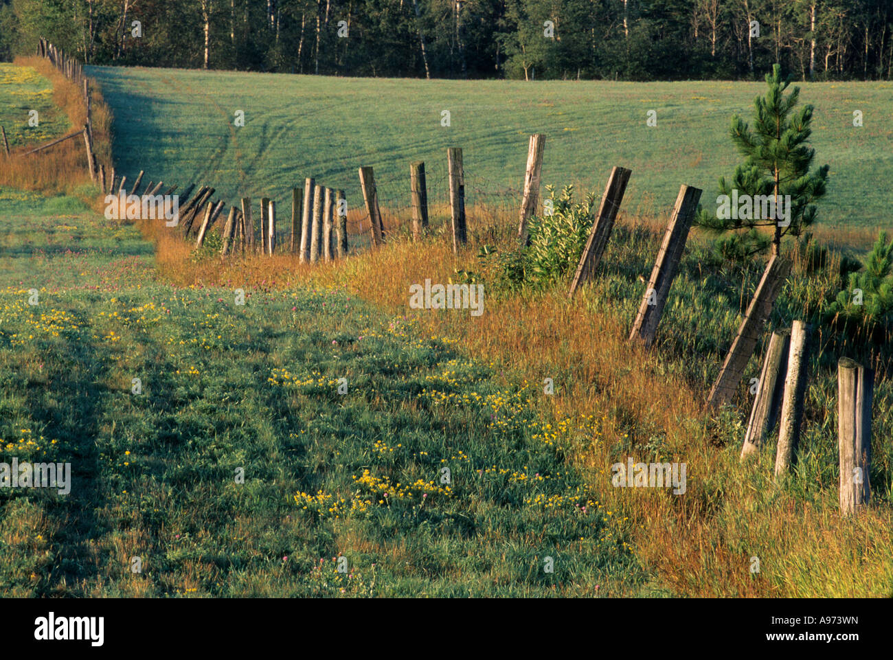 Linea di recinzione in fattoria campo nei pressi di coregoni, Ontario, Canada. Foto Stock