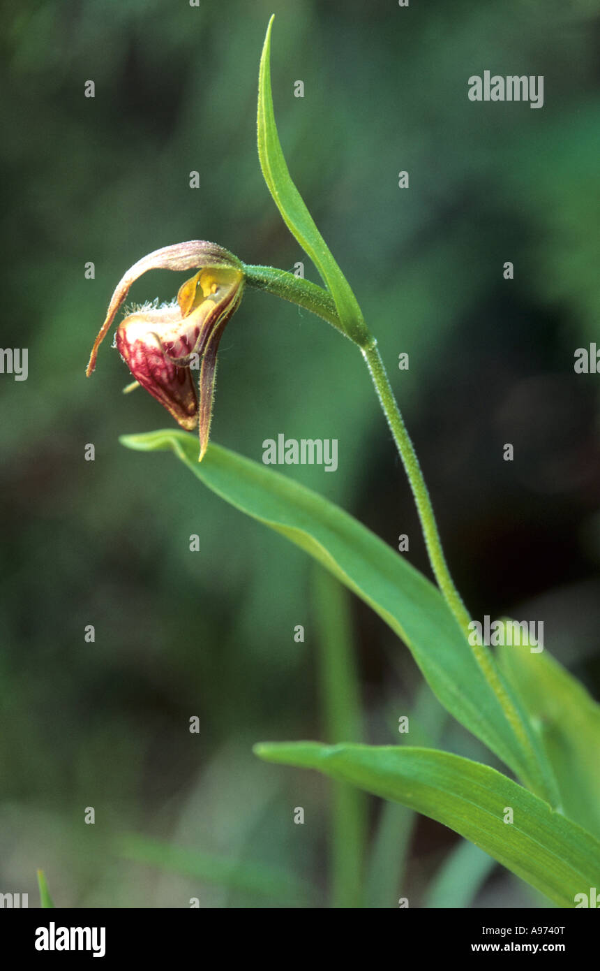 Ram's-testa orchid sull isola Manitoulin, Ontario, Canada. Foto Stock