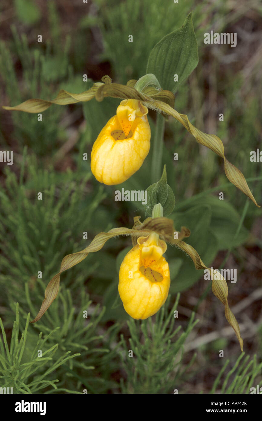 Giallo più grande signora di pantofole sull isola Manitoulin, Ontario, Canada. Foto Stock